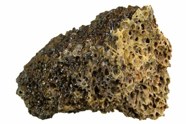 Fossil Tyrannosaur (T rex) Bone Section - Wyoming #313948